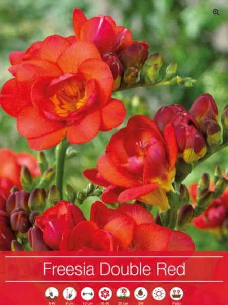 freesia-double-red-5st-1