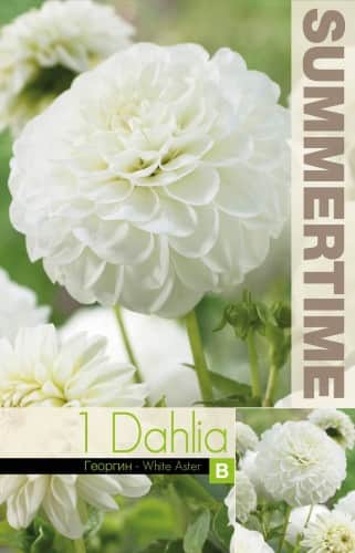 pompon-dahlia-white-aster-1st-1
