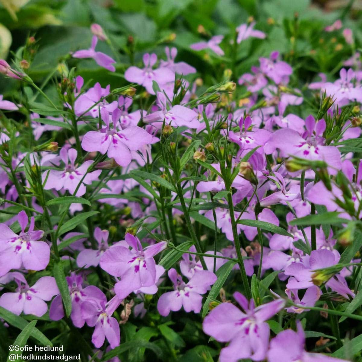 lobelia-lobelix-lilac-3-plantor-1