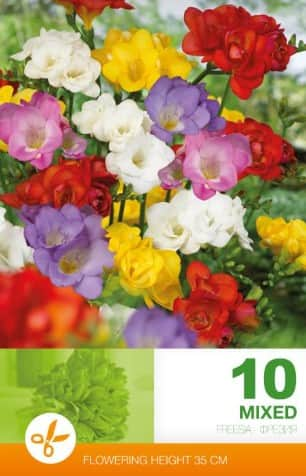 freesia-dubbel-mix-10st-1