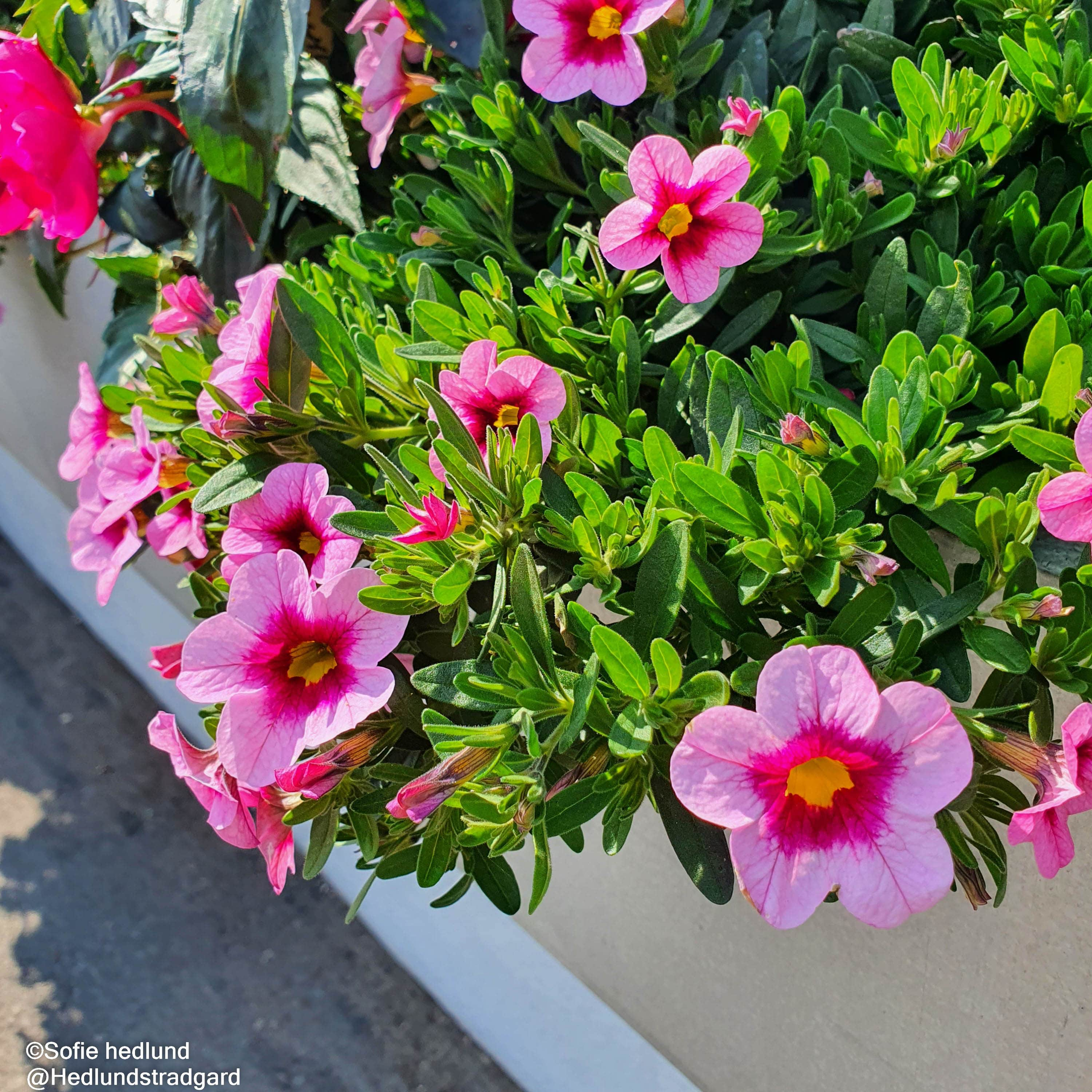 minipetunia-light-pink-eye-105cm-kruka-1