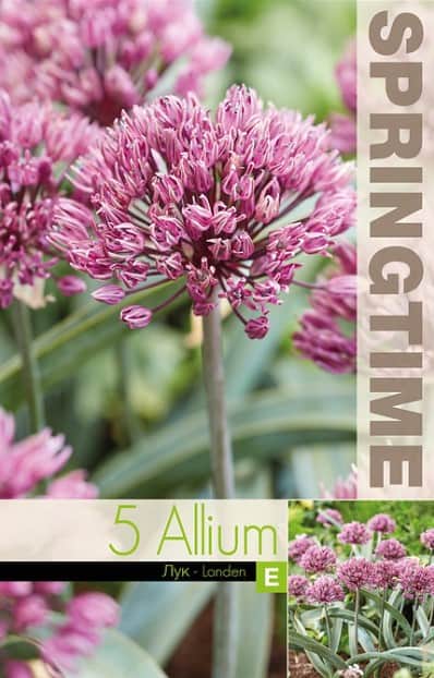 allium-prydnadslk-londen-5st-3