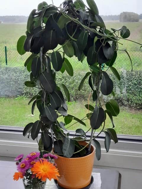 vxtstd-droppe-galvad-small-40x20cm-1