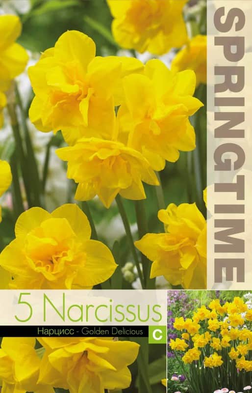 stjrnnarciss-golden-delicious-5st-1