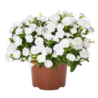 minipetunia-aloha-double-white---3-plantor-1