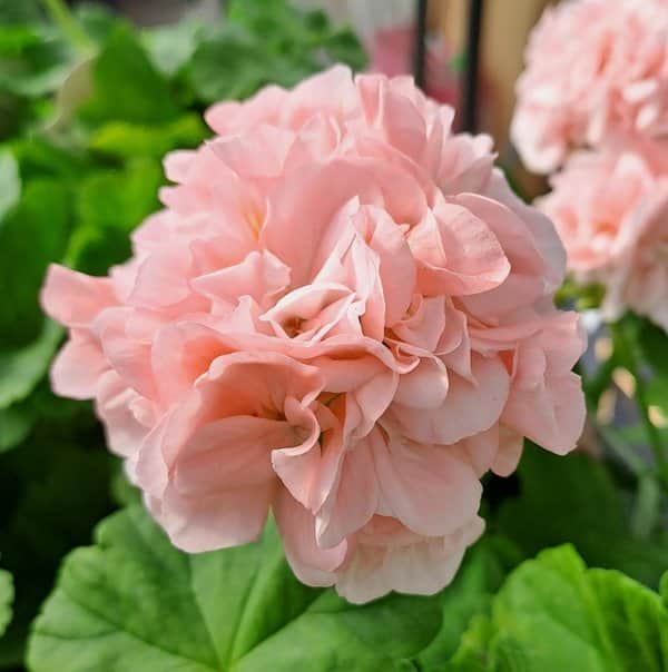 Zonal Pelargon