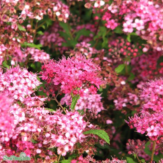 Praktspirea ’Sapho’ 10-pack i kruka