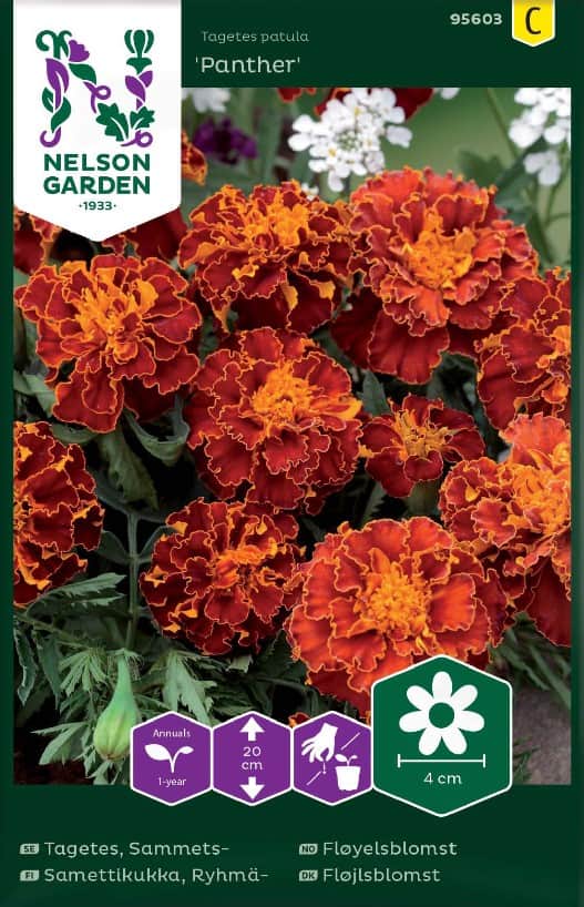 sammetstagetes-panther-1