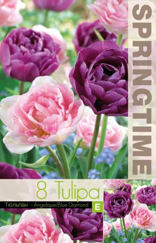 tulpanmix-angelique-blue-diamond-8st-1