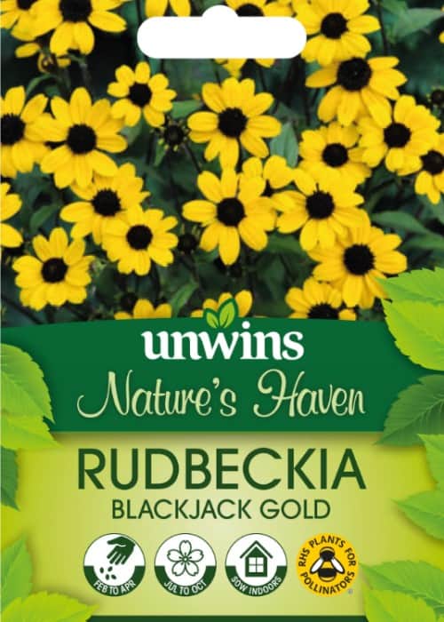 trefliksrudbeckia-blackjack-gold-1
