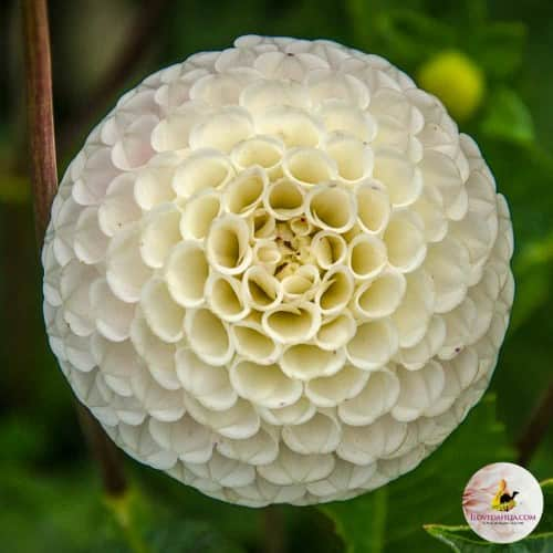 pompon-dahlia-small-world-1st-1