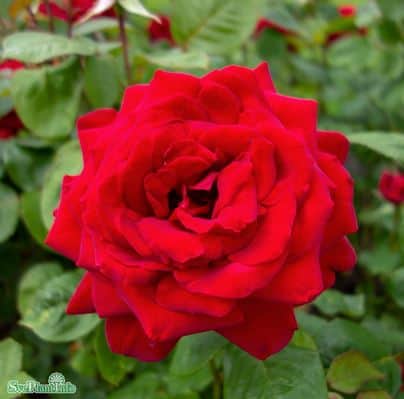 tehybridros-burgund-81-5-pack-barrot-1