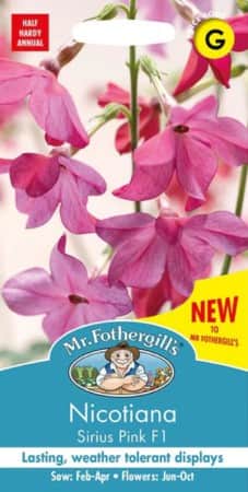 blomstertobak-sirius-pink-f1-2