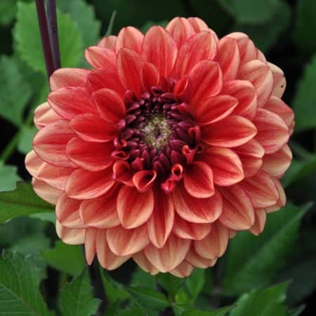 boll-dahlia-glossy-miraza-1st-1