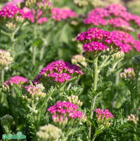 rllika-milly-rock-rose-9cm-kruka-1