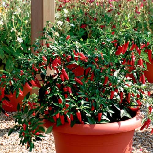 chilipeppar-apache-f1-fr-1