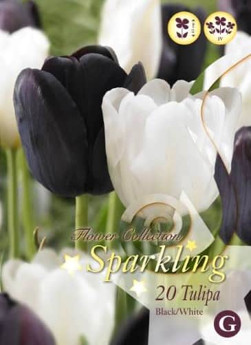 tulpanmix-black-white-20st-1