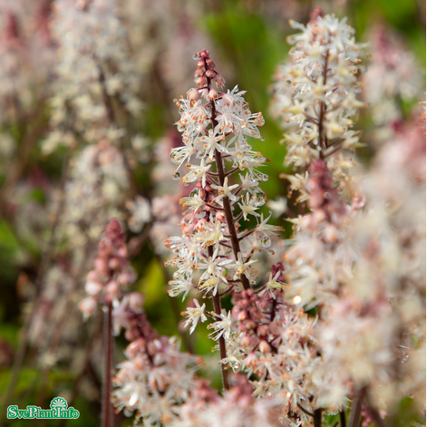 spetsmssa-spring-symphony-12cm-kruka-1