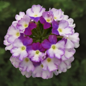 verbena-compact-bicolor-purple-3-plantor-1