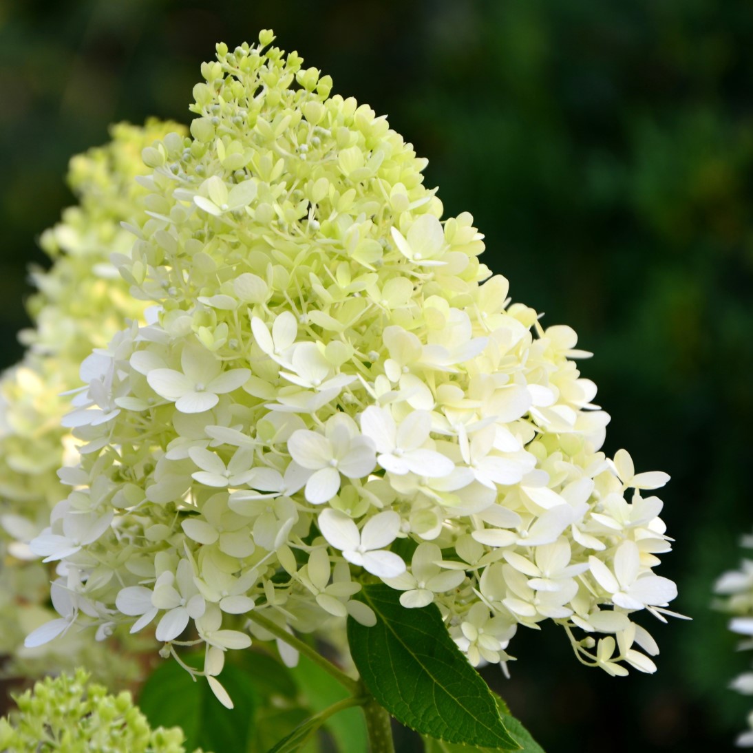 Vipphortensia ’Limelight’ Sh 100 co