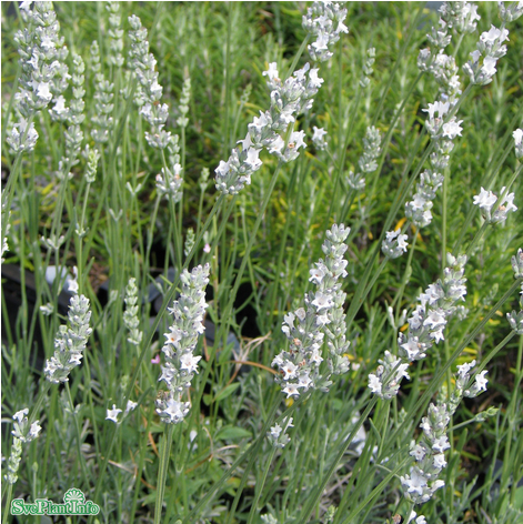 lavendel-edelweiss-12cm-kruka-1