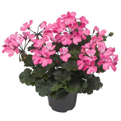 zonalpelargon-calliope-landscape-rose-9cm-kru-1