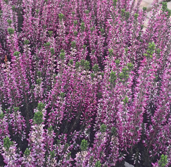 ljung-garden-girls-lilli-11cm-kruka-1