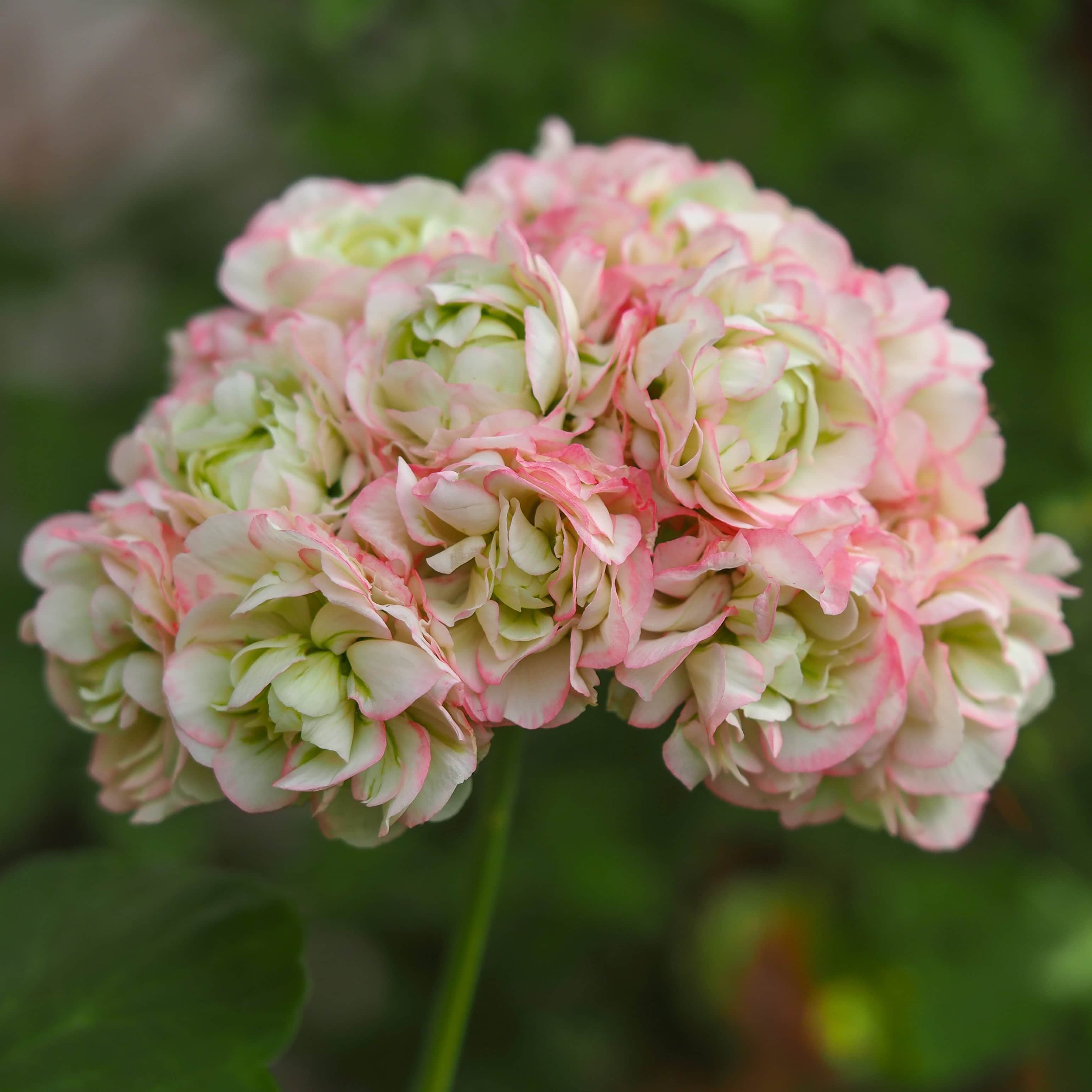 rosenknoppspelargon-appleblossom-3st-sticklin-1