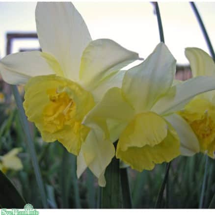 orkidnarciss-lemon-drops-5st-2