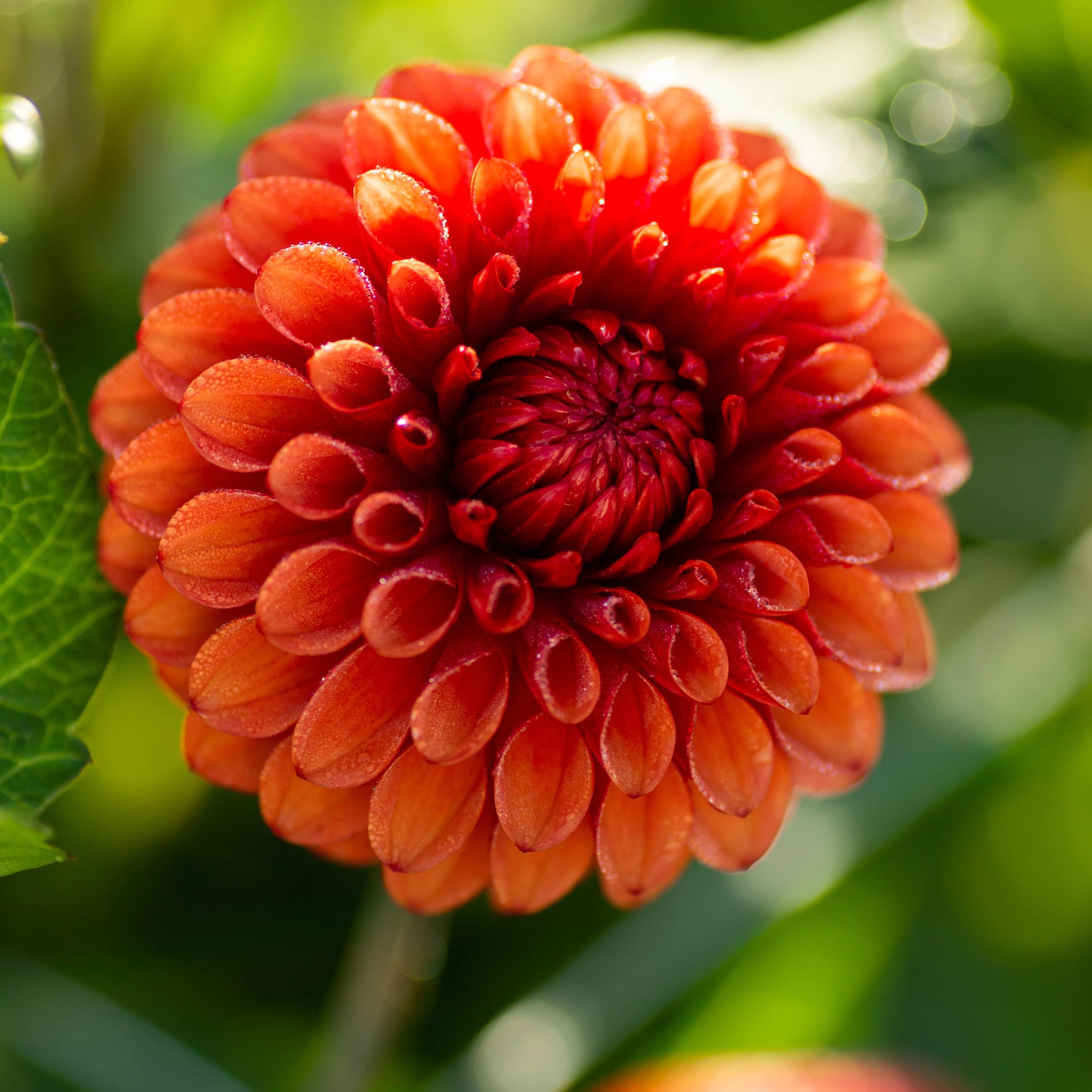 boll-dahlia-brown-sugar-1st-1