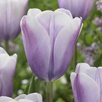 tulpan-lilac-love-10st-1