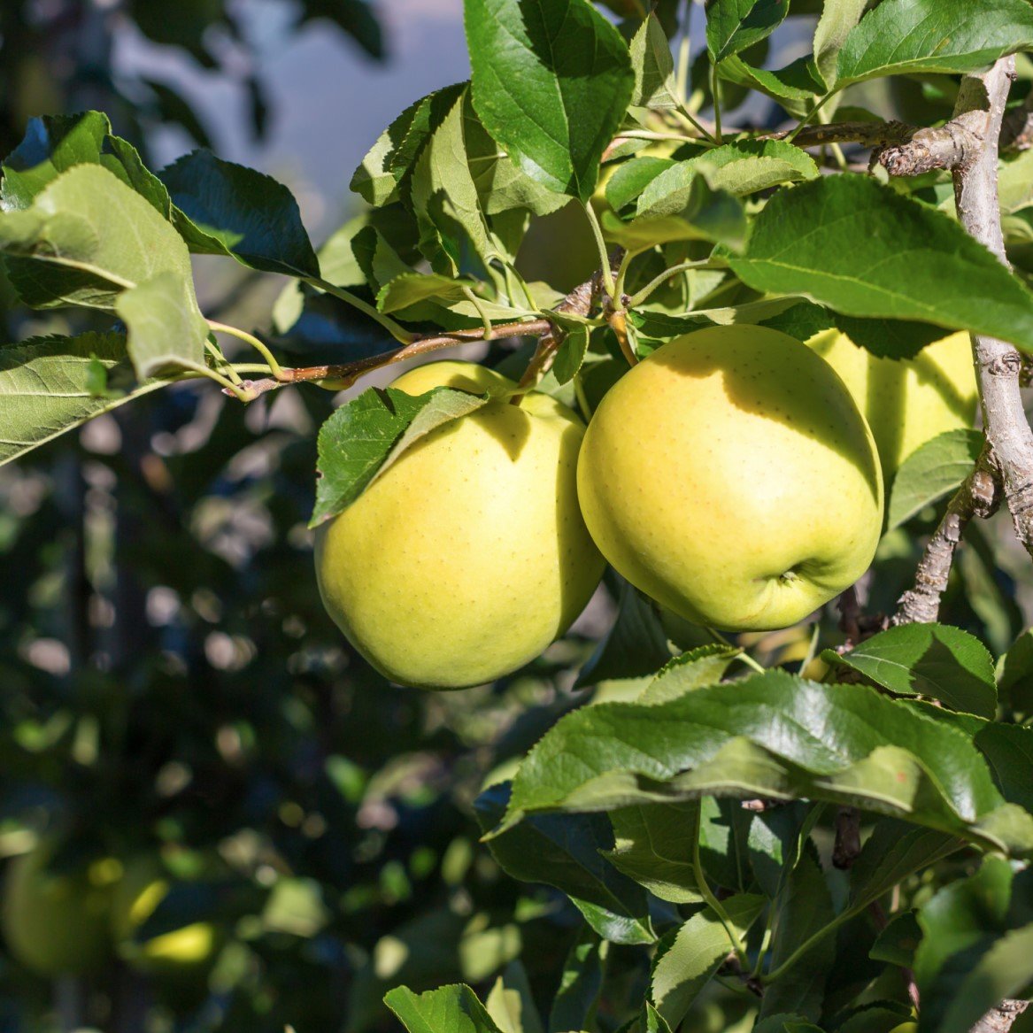 Äpple ’Silva’ E A2 co