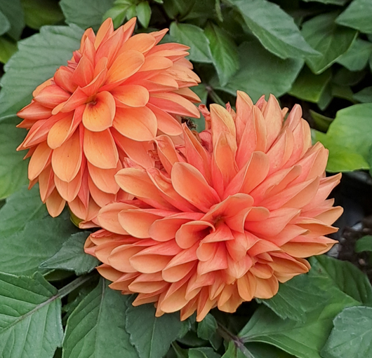 sommardahlia-orange-12cm-kruka-1