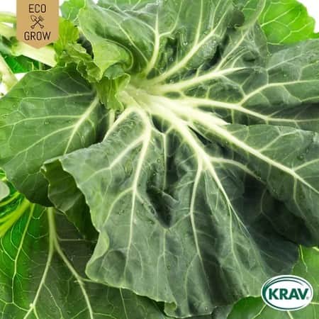 bladkl-tronchuda-krav-mrkt-1