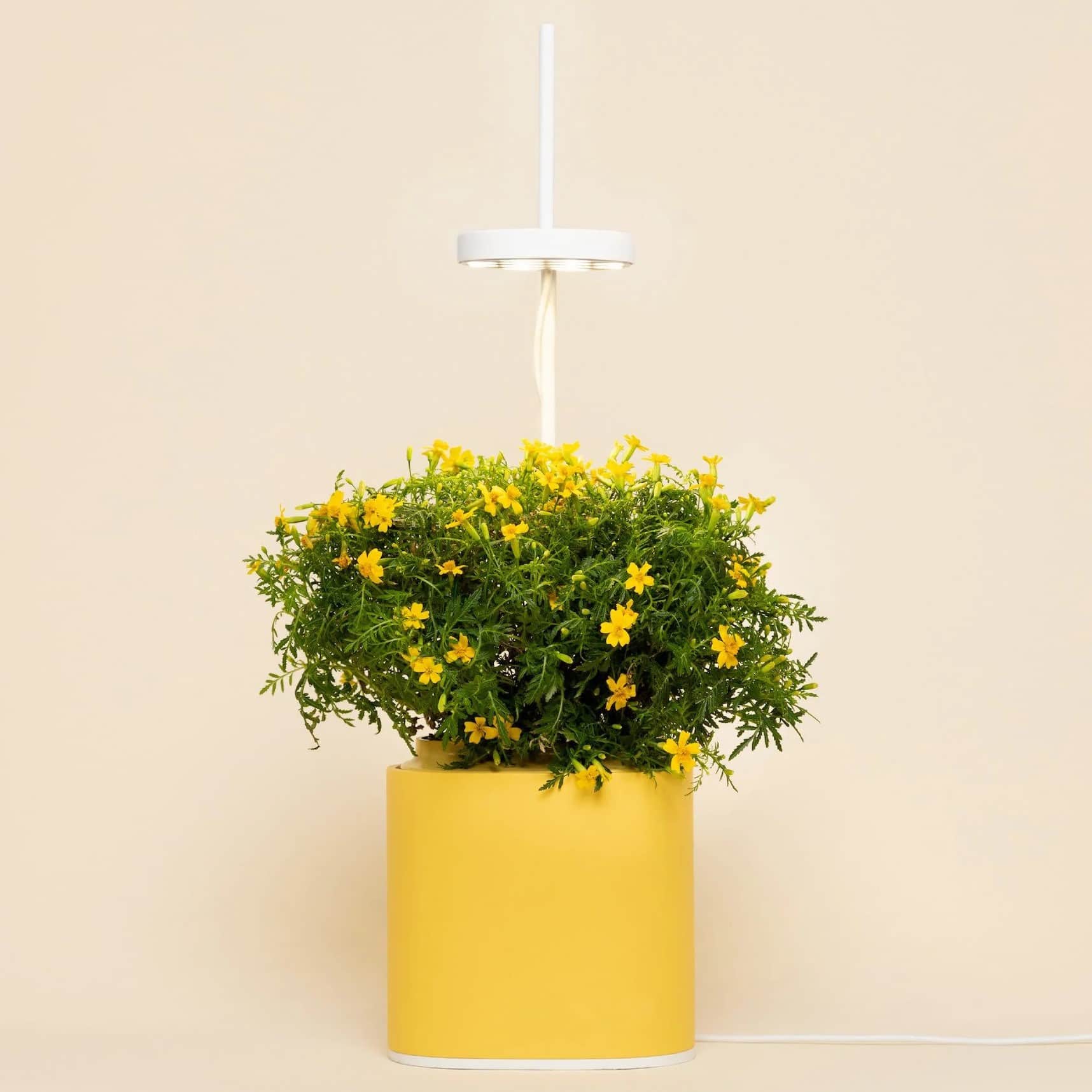 hydroponisk-odling-nano-mimosa-yellow-1