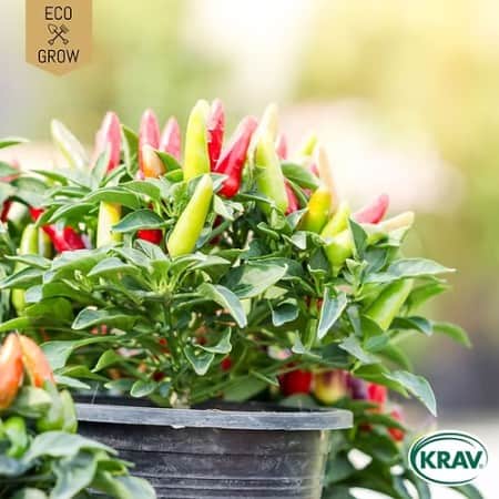 chilipeppar-aurora-krav-mrkt-1