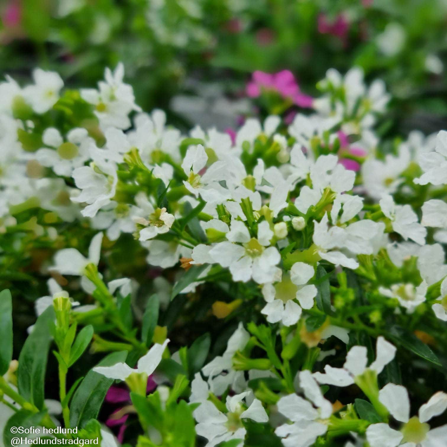 isopskufea-white-12cm-kruka-2