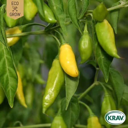 chilipeppar-lemon-drop-krav-mrkt-1