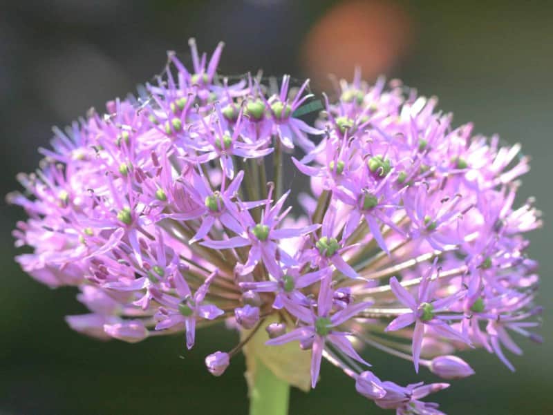allium-klotlk-rosy-dream-10st-2