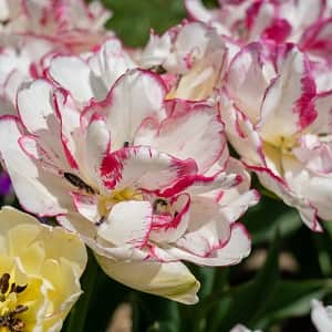 multi-flowering-tulpan-belicia-8st-1