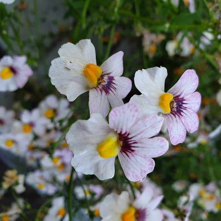 nemesia-lychee-105cm-kruka-2