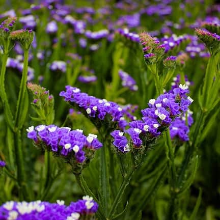 blrisp-fortress-dark-blue---3-plantor-1