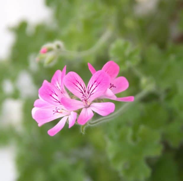 doftpelargon-pink-capitatum-105cm-kruka-1