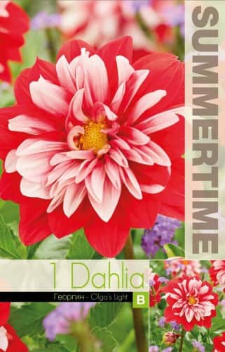 dekorativ-dahlia-olgas-light-1st-1