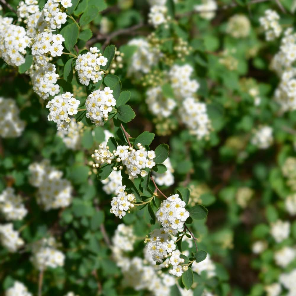 bukettspirea-10-p-barrotad-50-80cm-3