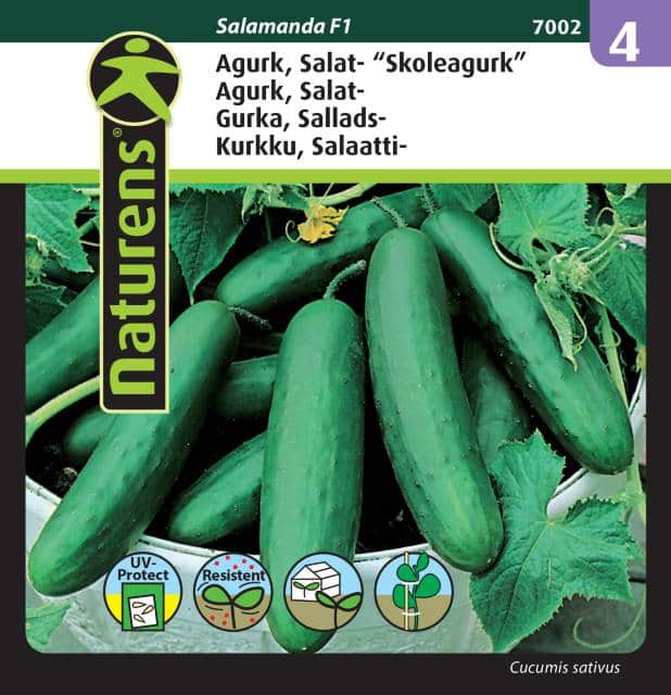 salladsgurka-salamanda-f1-fr-1