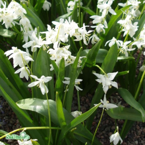 Rysk blåstjärna (Scilla) Vit 9cm kruka