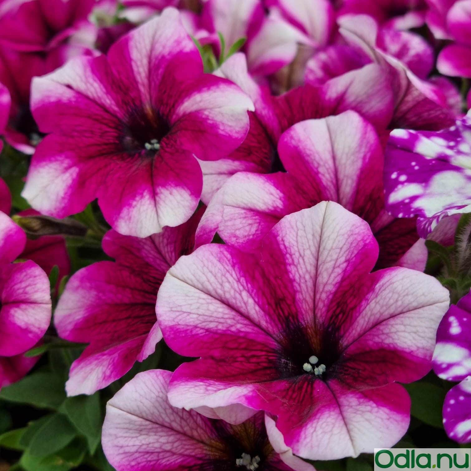 petunia-sweetunia-purple-touch---3-plantor-1