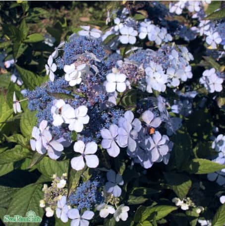 purpurhortensia-bluebird-co-3-pack-1