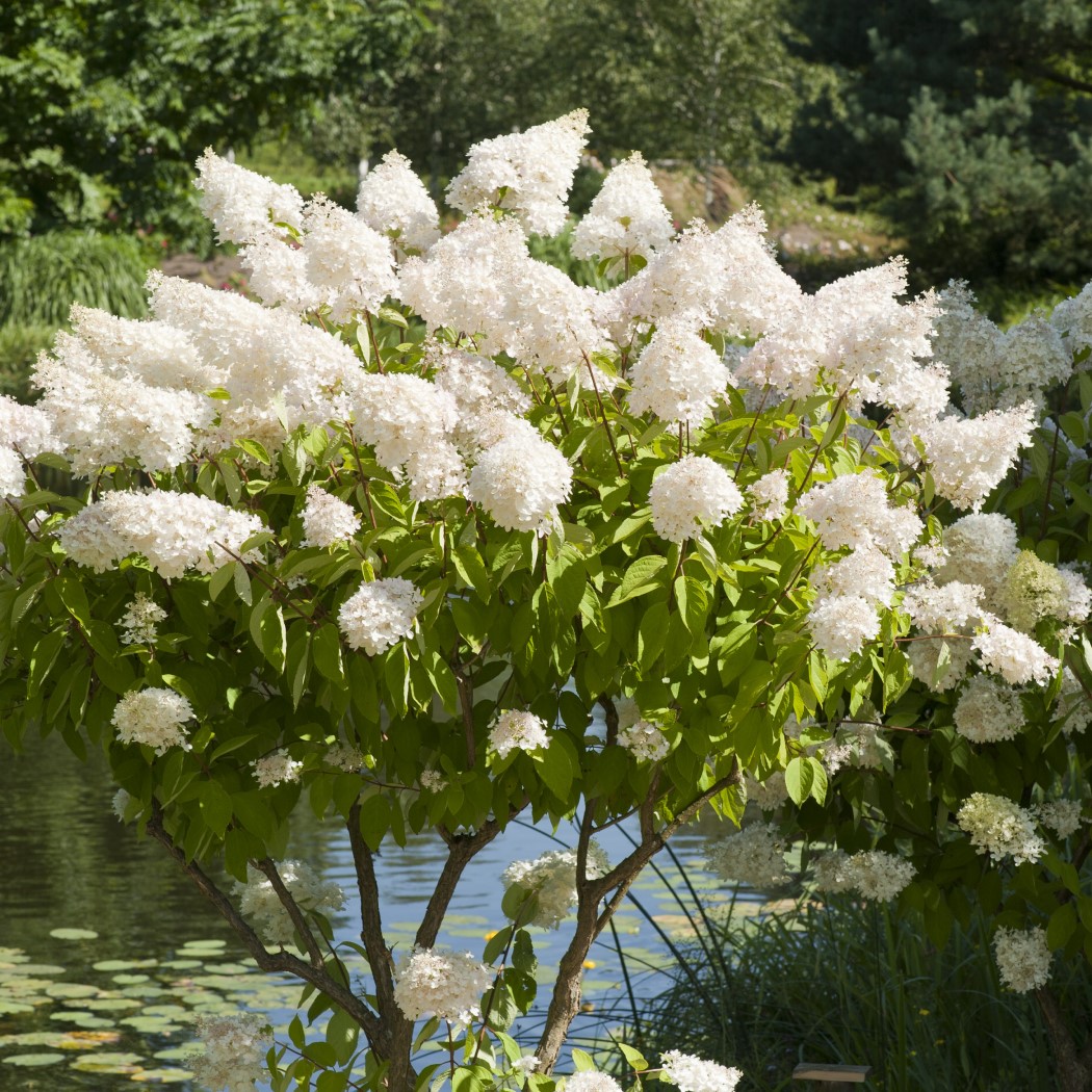 Vipphortensia ’Grandiflora’ Sh 80-100 co